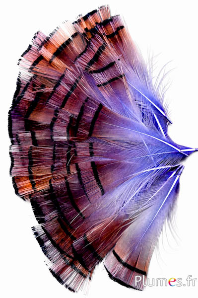 Goldfasan - 4-6 cm - goldorange-violett